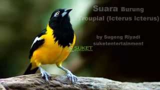 Download lagu Suara Burung Troupial Icterus mp3