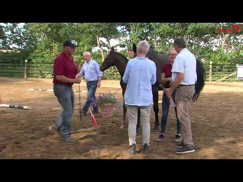 Sandro Junior x Carolus I