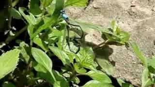 Damselfly Dance 2008
