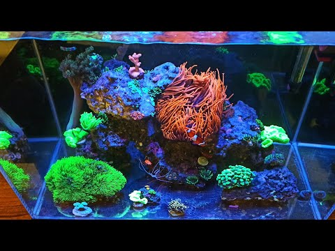 Akwarium morskie bez sampa             Sea Aquarium