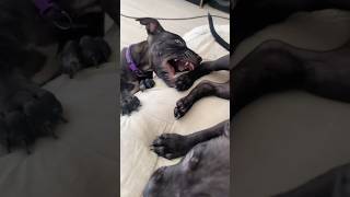 pit bull puppies are jealous and quarreled #shorts #pitbull #workingdog #usa #americanpitbullterrier
