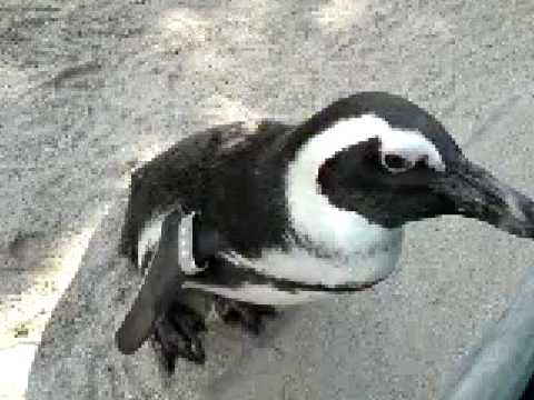 stuttgarter pinguine