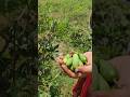 Vegetable Harvesting सब्जियों की खेती Farming Shorts Vegetable Kheti