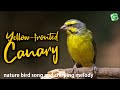 Yellow Fronted Canary Or Green Singing Finch Song - Serinus mozambicus for Therapy & Relaxing