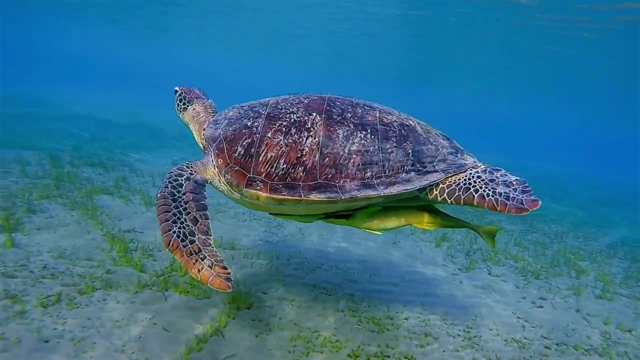 Sea Turtles. (Just videos and music. no logo, no reading) Set it to auto replay on your pc or tv.