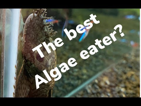 Why a bristle nose pleco is one of the best algae eaters!