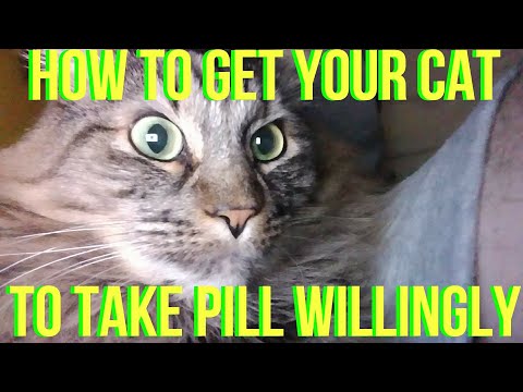 HOW TO HELP YOUR CAT TAKE PILL / MEDICINE WILLINGLY NO FUSS NO STRESS