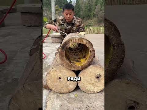 ульи из ствола дерева в Китае