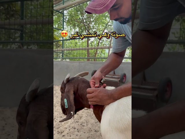 طوق مع جرس للحيوانات