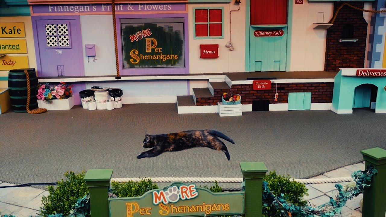 Amazing Animal Show More… Pet Shenanigans