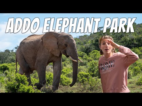 INTENSE Safari at ADDO ELEPHANT NATIONAL PARK in South Africa