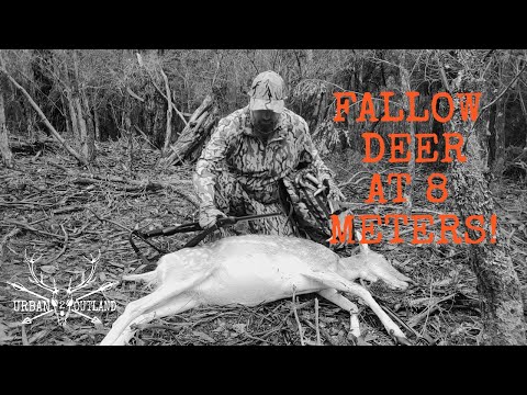 Fallow Deer at 8 meters.. hunt & cook!
