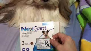 How to Give Nexgard to Your Dog