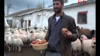 kars çalgavurda koç katımı2 www kha com tr kafkas haber ajansı kha