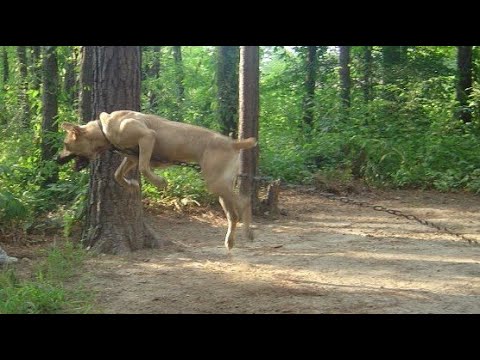 How to set up a chain to properly tether a dog - Ep#206