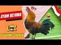 Ayam Ketawa chicken | The Indonesian Laughing Chicken