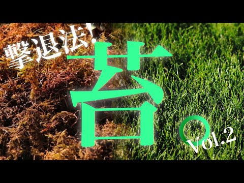 芝生のコケを破壊するにはどうすればよいですか？  庭園