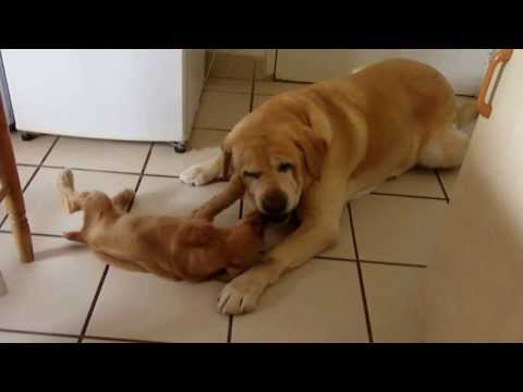 Un Labrador con un Cocker Spaniel
