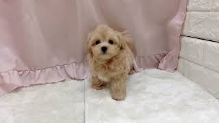 ハーフ犬の動画01