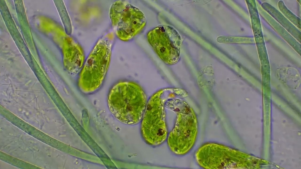 Cyanobacteria and Euglena