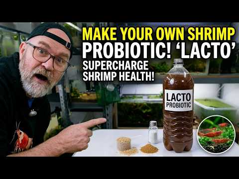 Shrimp Probiotic: Boost Shrimp Health and Reproduction with Lacto-Bacillus Culture