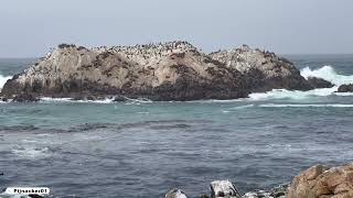 Seals having fun 🦭- the 17-Mile Drive!