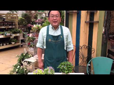 クスクタ・カンペストリス