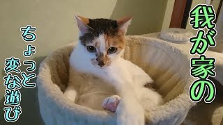 おもちゃなんていらねぇぜ！I do not need a toy.【三毛猫】れんげさんの日常【その２３】