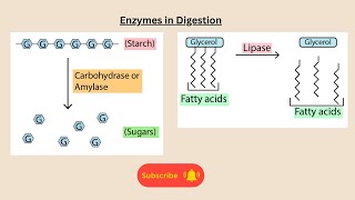 Enzymes in Digestionfor AQA GCSE Biology and Combined Sciene