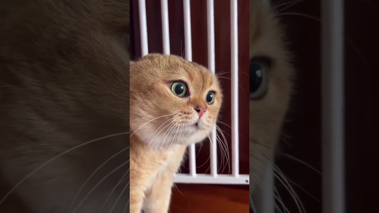 Cute cat 😺😺 #catvideos #cats #cat #of #catsofinstagram #instagram #catvideo #catlovers