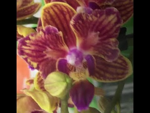 Леруа:РОСКОШНЫЙ завоз БАБОЧЕК (орхидеи)26.09.22,ТЦ "Космопорт",Самара,ул. Дыбенко,30.