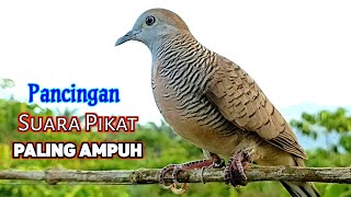 Download lagu The Most Powerful Crystal Type of Turtle Dove Sound for Baiting mp3