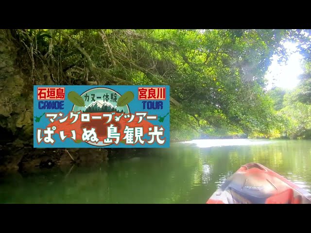 マングローブツアーぱいぬ島観光
