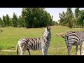 Zebra Mating Animal Videos