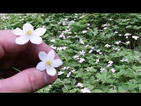 一般的な群生草 植物