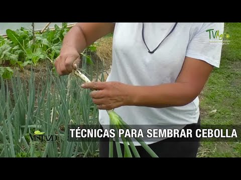 , title : 'Técnicas para sembrar cebolla - TvAgro por Juan Gonzalo Angel Restrepo'