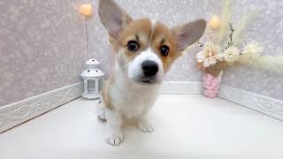 コーギーの動画01