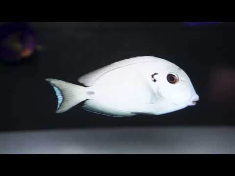 KN-Aquaristik Versandhandel GmbH YouTube-Vdeominiatur 3