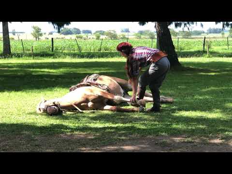 Genuine Horse Whisperer