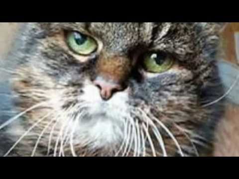 World's Oldest Cat in History - World Record