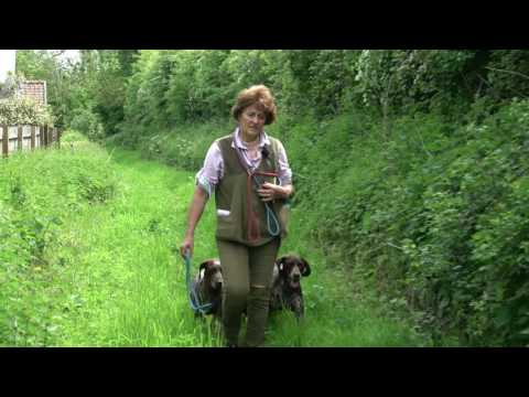 Young German S/H Pointer learning to be obedient off lead