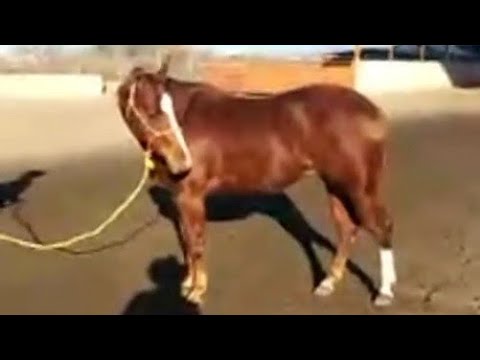 EL CAMINO AL FUTURITY VIP: El Chino Padilla presenta sus dos potrancas