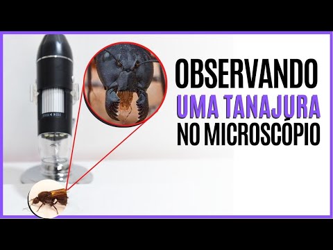 Observando Uma Formiga Tanajura no Microscópio - Vídeo Formiga Tanajura no Microscópio Digital