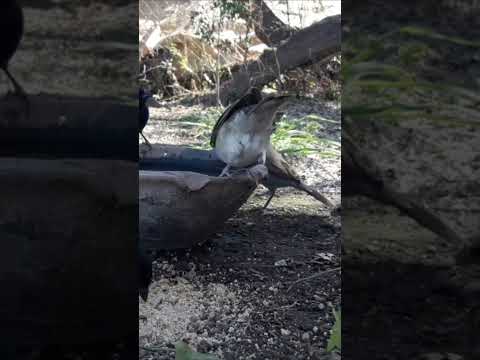 Birdday 143 Zorzal Tordo 2508 25 #altagracia #birds #nature #avesdeargentina #ambientecordoba