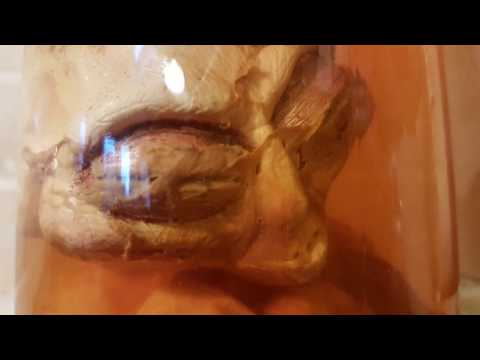 Alien Embryo In A Jar.