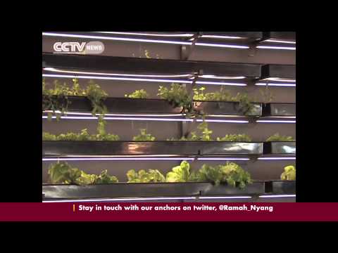 Aquaponics in South Africa: Fish and plants live in symbiosis