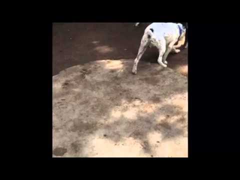 Heyko & Snoopy (140316-AM)