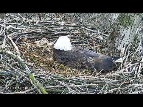 Hays Dad brings Mom a Rabbit Breakfast to the Nest 31023 1001AM