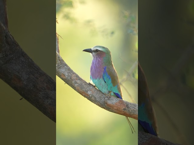 Vídeo relacionado con Roberts Bird guide: Kruger National Park and adjacent Lowveld