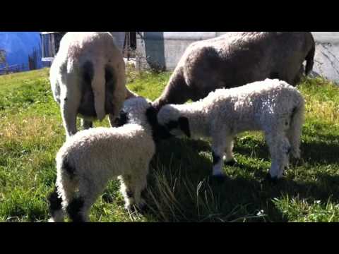 Ganz der Vater...unverkennbar